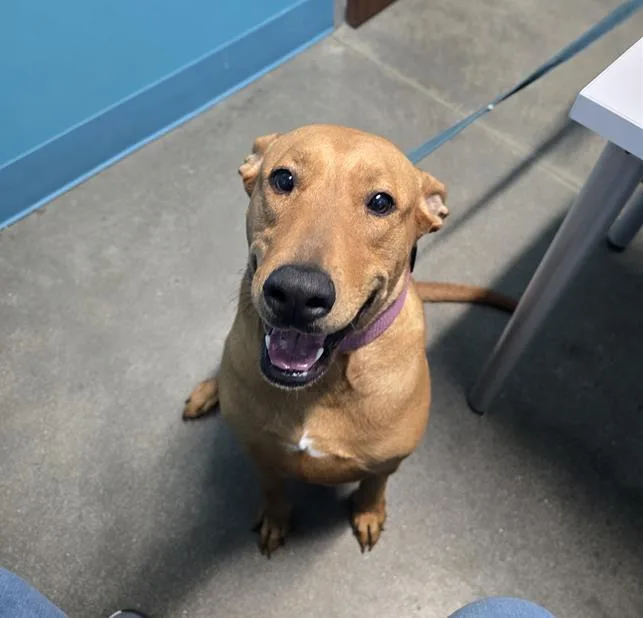 An adult medium-sized female Labrador Retriever dog named Cookie for adoption in Houston, TX