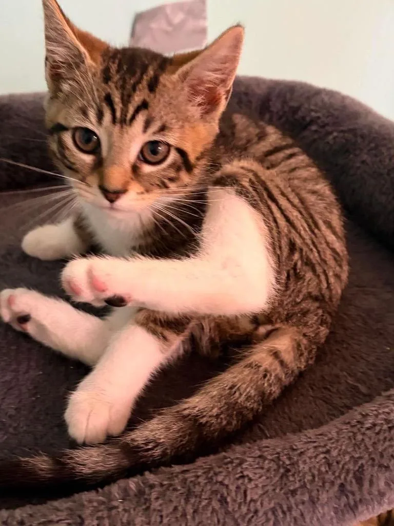 A baby small-sized female Abyssinian cat named Stella for adoption in Charlotte, MI
