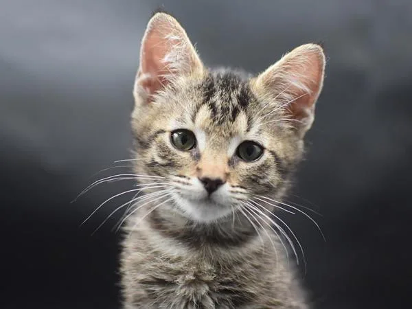 A baby small-sized male Domestic Short Hair cat named Justin for adoption in Portland, OR