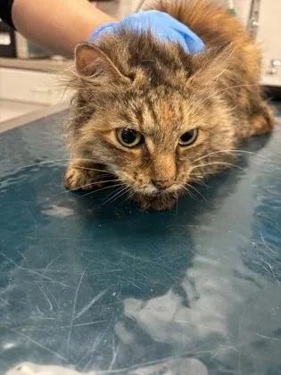 An adult small-sized female Domestic Long Hair cat named Zelda for adoption in Gastonia, NC