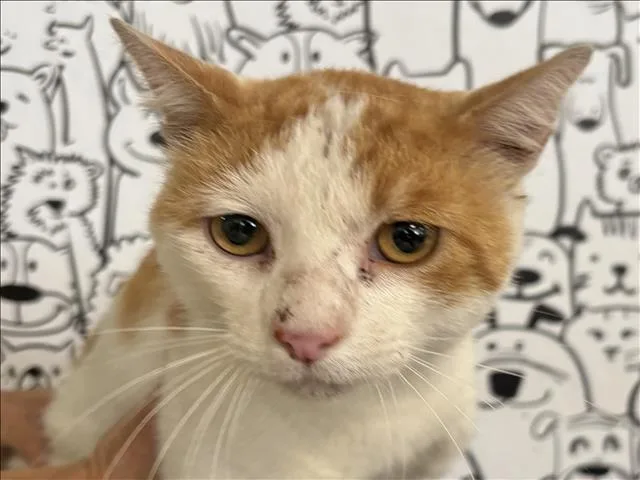 A young large-sized male Domestic Short Hair cat named Melo for adoption in San Pedro, CA