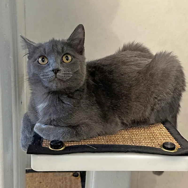 A young medium-sized female Gray / Blue / Silver Domestic Short Hair cat named Goodall for adoption in Hailey, ID