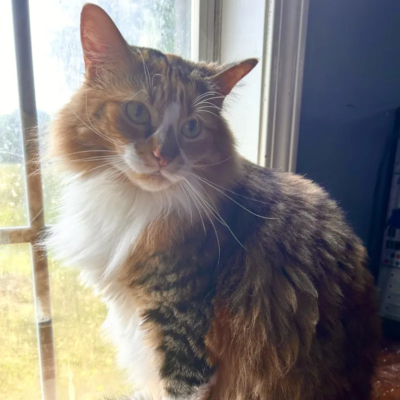 Ziggy