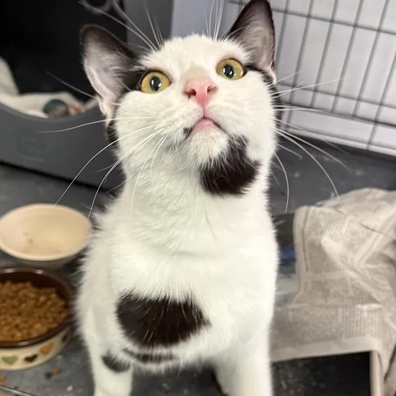 A young small-sized male Black Domestic Short Hair cat named Milo for adoption in Houston, TX