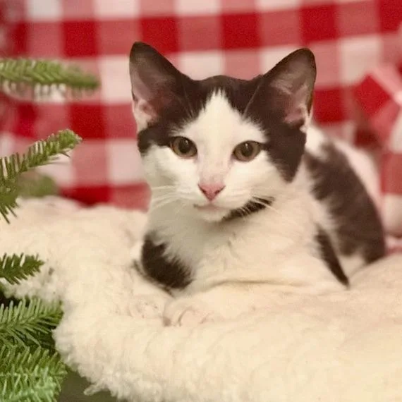 Milo thumbnail 2