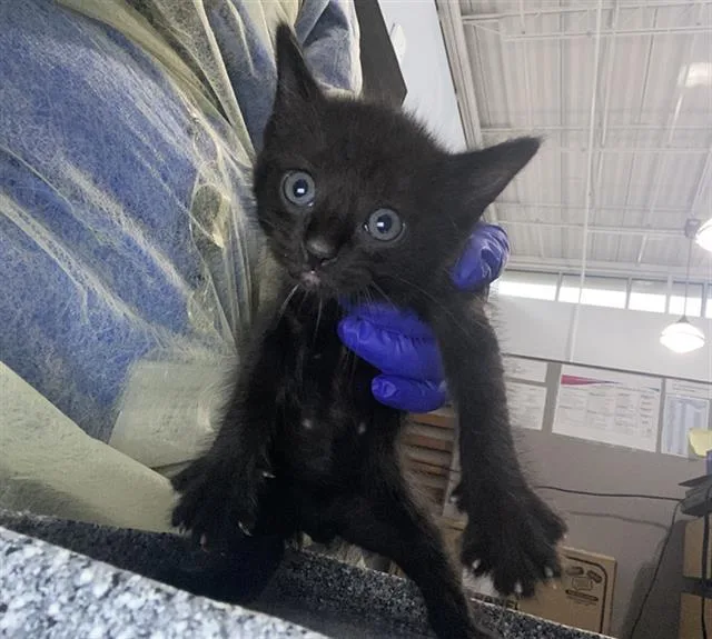 A baby medium-sized male Domestic Short Hair cat named Leo for adoption in Dallas, TX