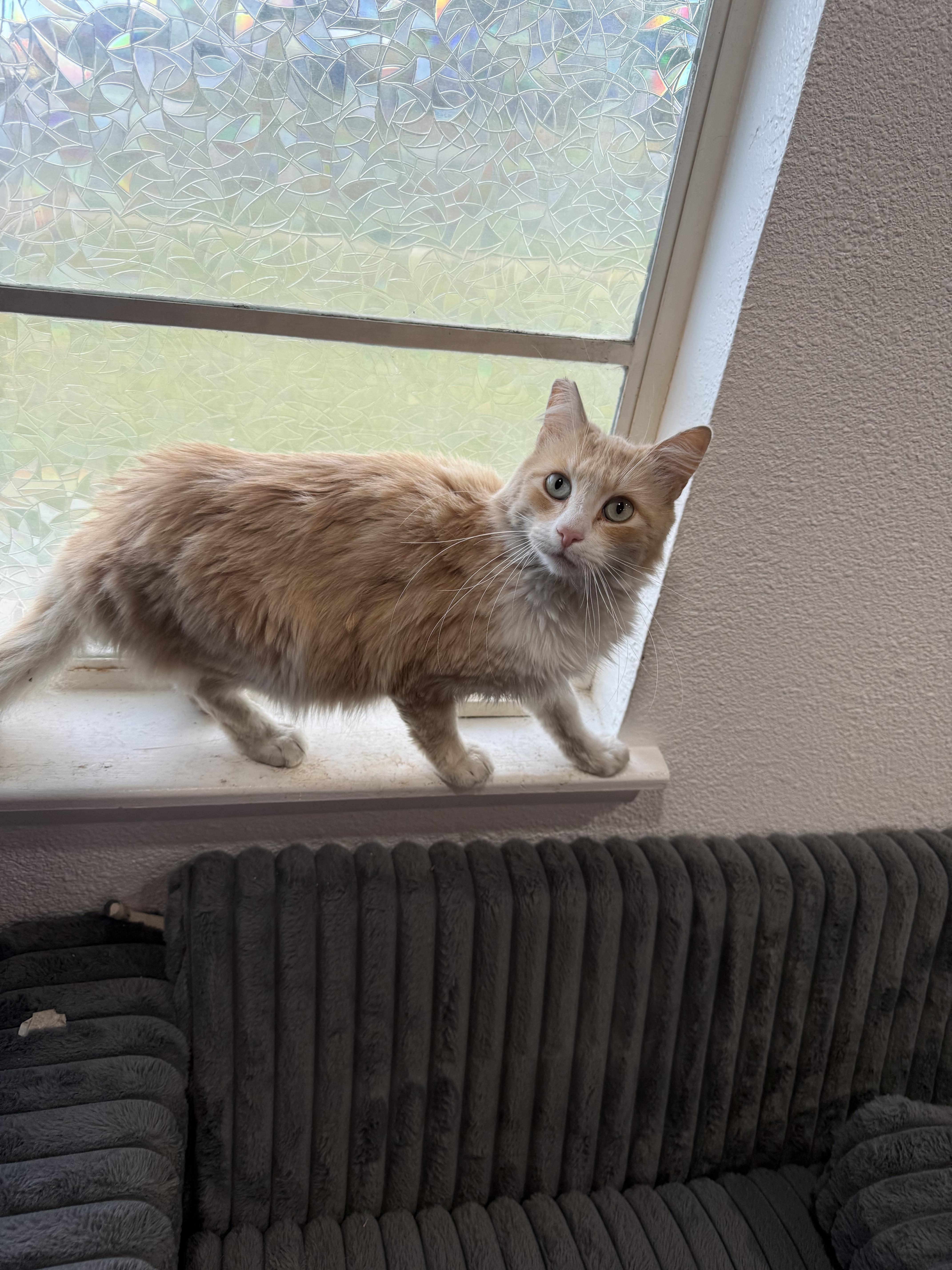 An adult large-sized male Orange / Red Maine Coon cat named Buddy L for adoption in Fresno, CA