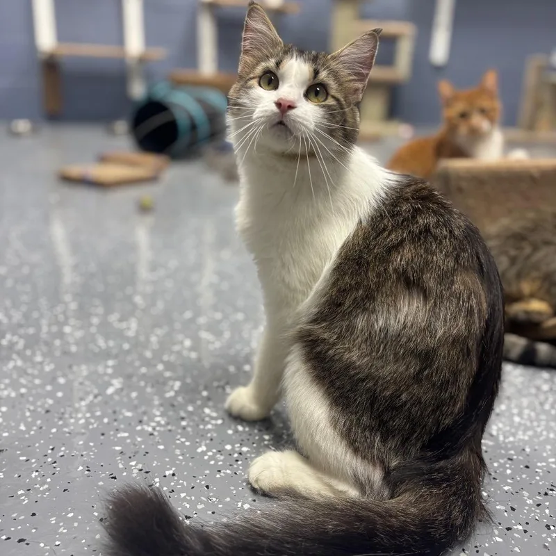 Willow thumbnail 4