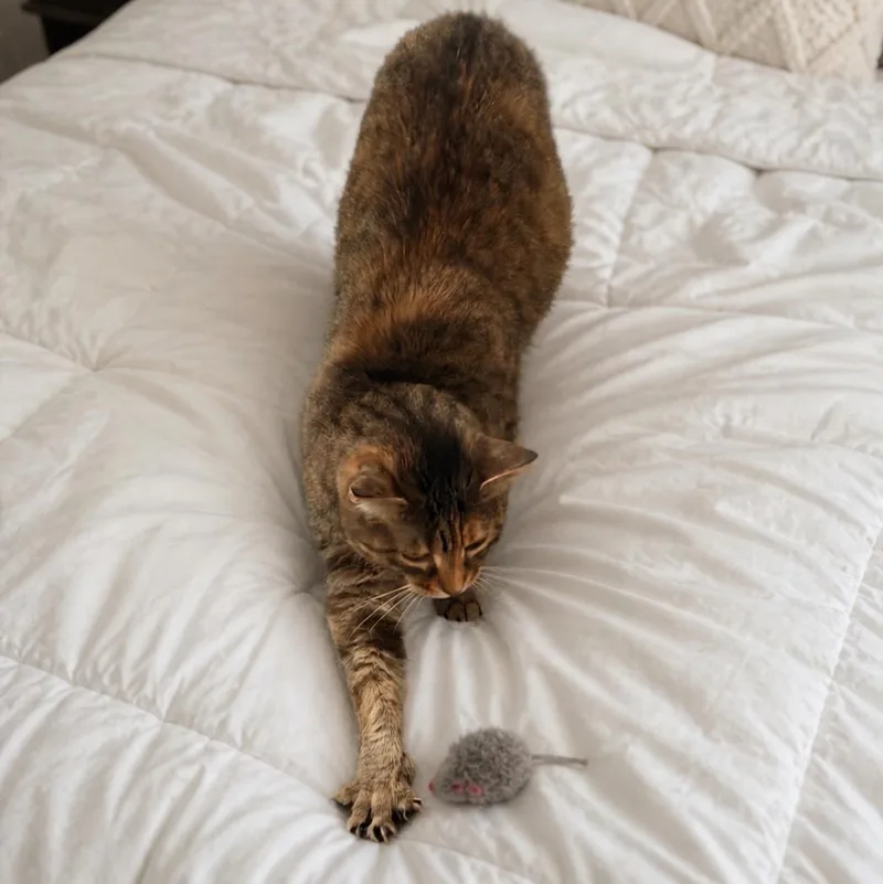 A young large-sized female Tabby cat named Penelope for adoption in Huntington, NY