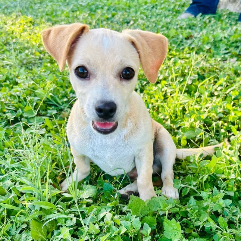 A baby small-sized male White / Cream Chihuahua dog named Guido for adoption in Bastrop, TX