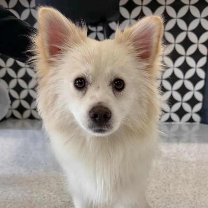 A young small-sized male White / Cream Pomeranian dog named Zippy for adoption in Middletown, NY