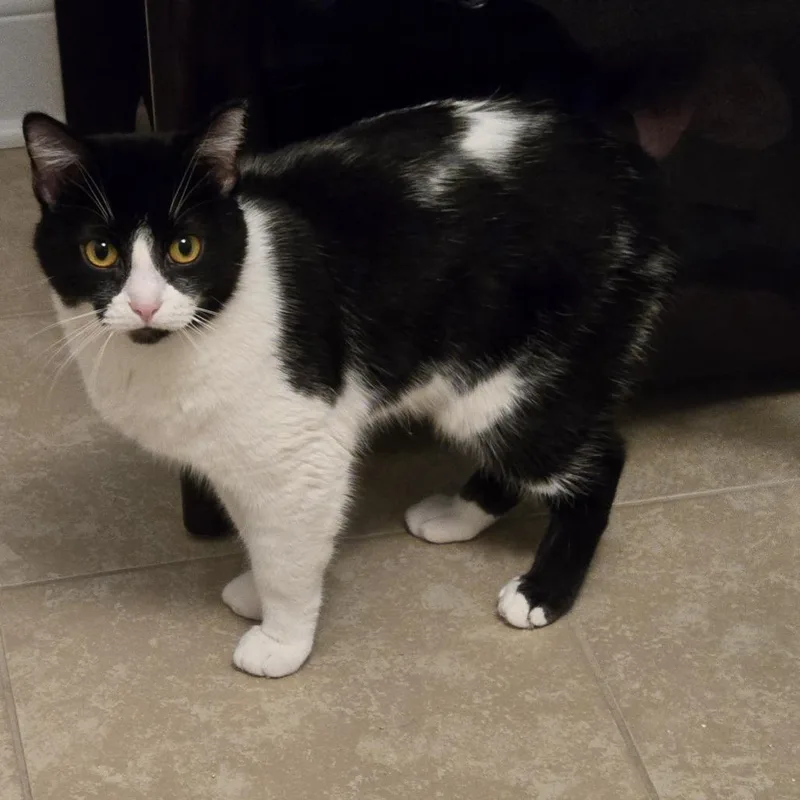 An adult medium-sized male Black & White / Tuxedo Domestic Short Hair cat named Beer Batter for adoption in Evanston, IL