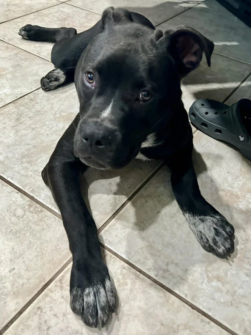 Milo