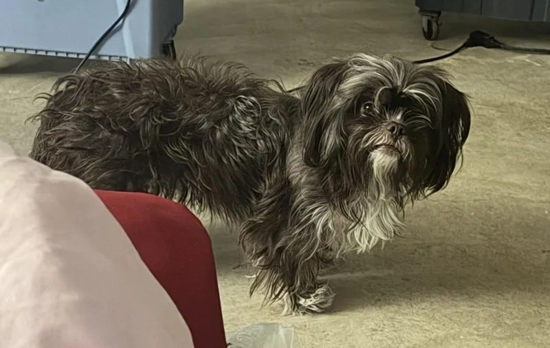 An adult small-sized male Tricolor (Brown, Black, & White) Shih Tzu dog named Brownie for adoption in New Braunfels, TX