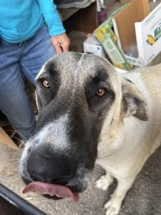 An adult extra large-sized female White / Cream Anatolian Shepherd dog named Princess for adoption in Inverness, FL