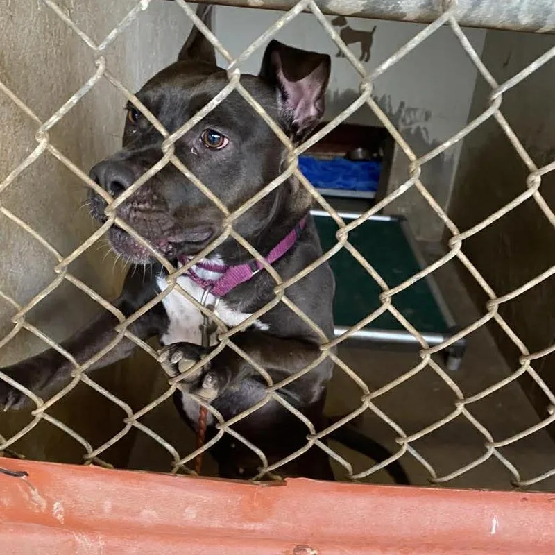 An adult medium-sized female Black American Staffordshire Terrier dog named Lulu for adoption in Austin, TX