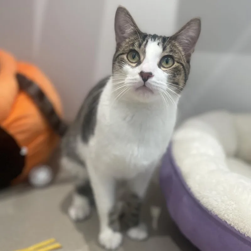 A young medium-sized male Domestic Short Hair cat named Benny for adoption in Champaign, IL