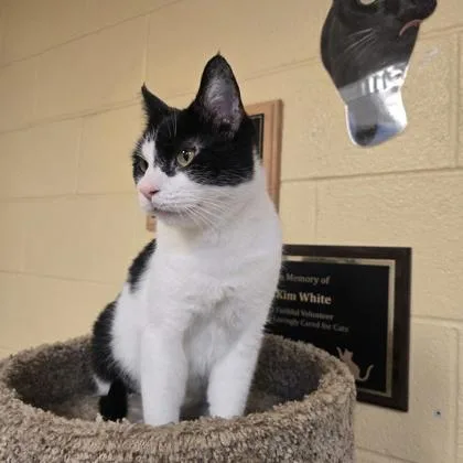 An adult medium-sized female Domestic Short Hair cat named Mama Luna for adoption in New Hope, PA