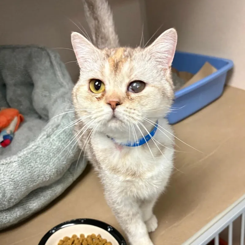 A young medium-sized female Calico Scottish Fold cat named Delacey for adoption in Wantagh, NY