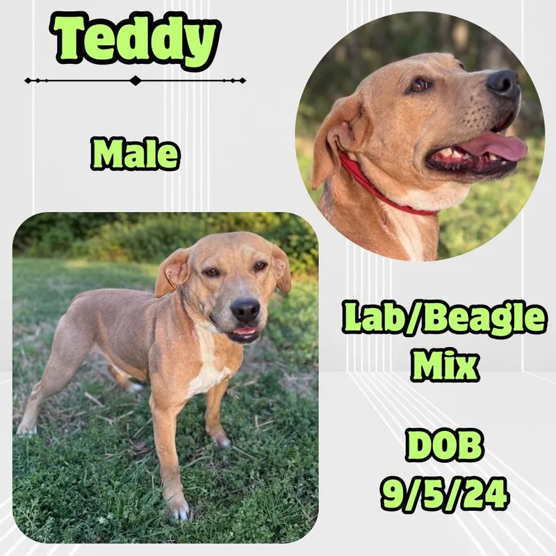A young medium-sized male Yellow / Tan / Blond / Fawn Beagle dog named Teddy for adoption in Caldwell, TX