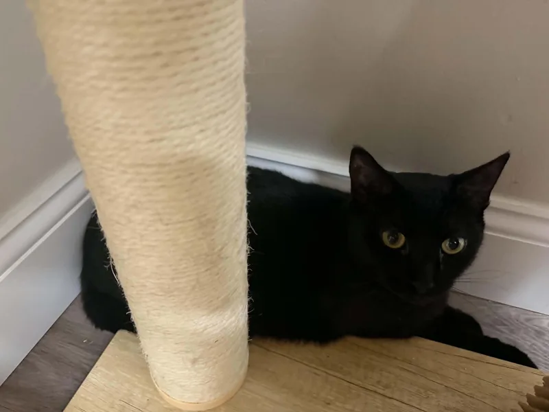 An adult medium-sized female Black Domestic Short Hair cat named Avery for adoption in Fulton, NY