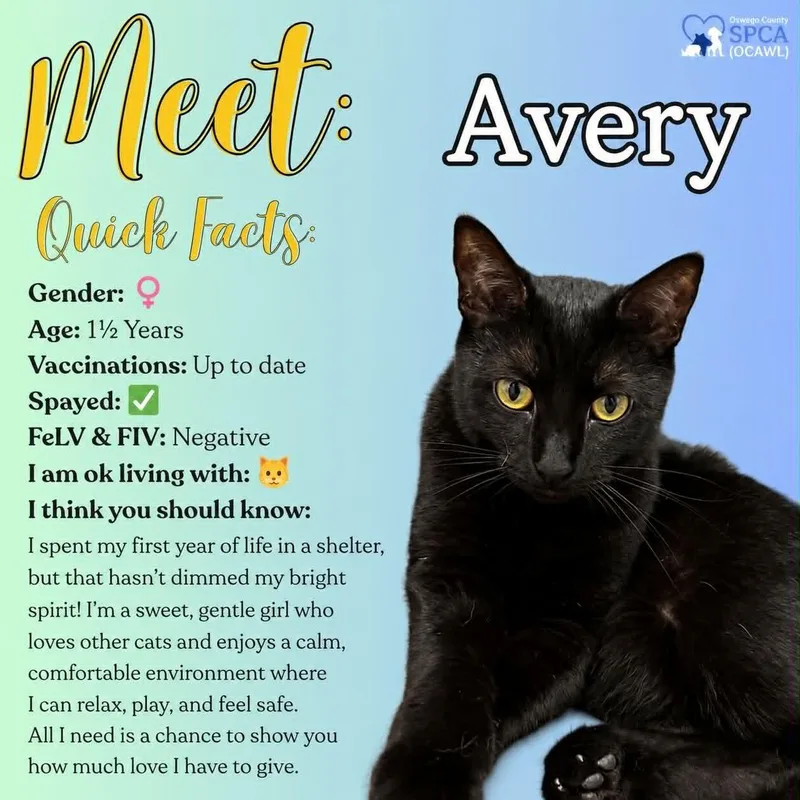 Avery thumbnail 5