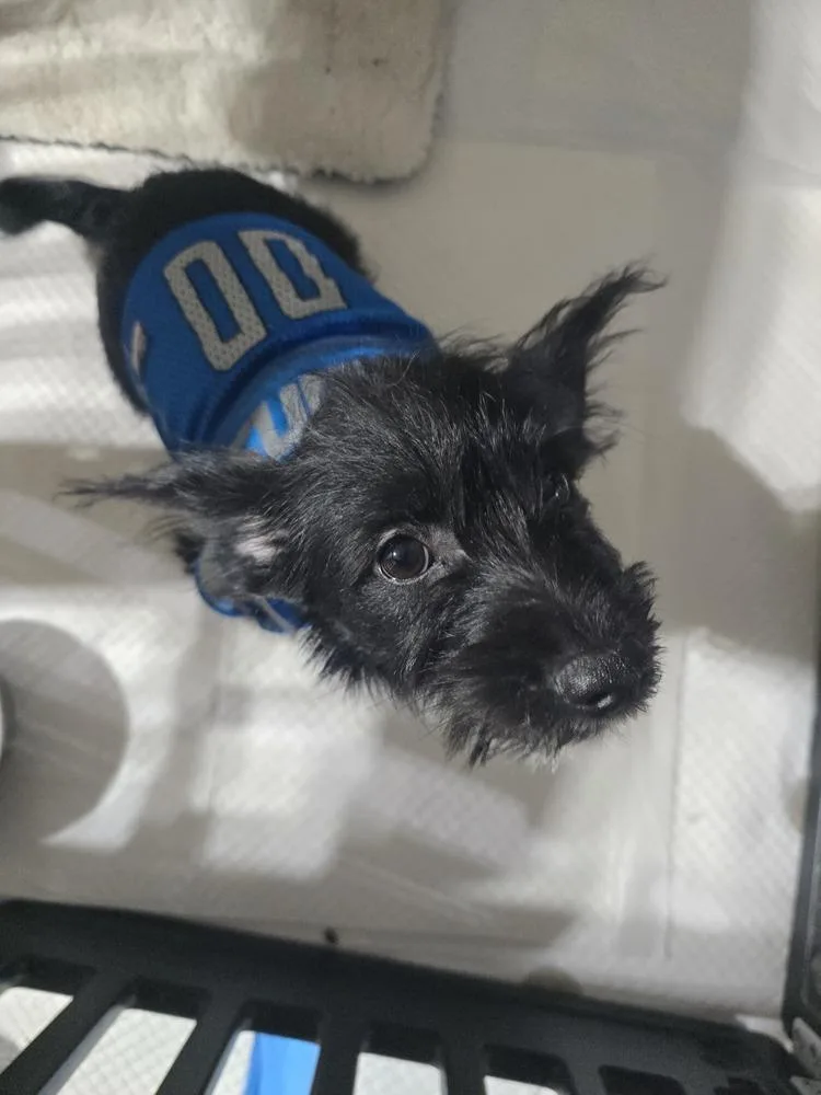 A baby small-sized male Maltese dog named Furby for adoption in Plymouth, MI