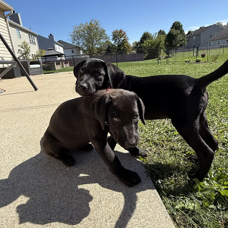 A baby large-sized male Labrador Retriever dog named Willie for adoption in Indianapolis, IN