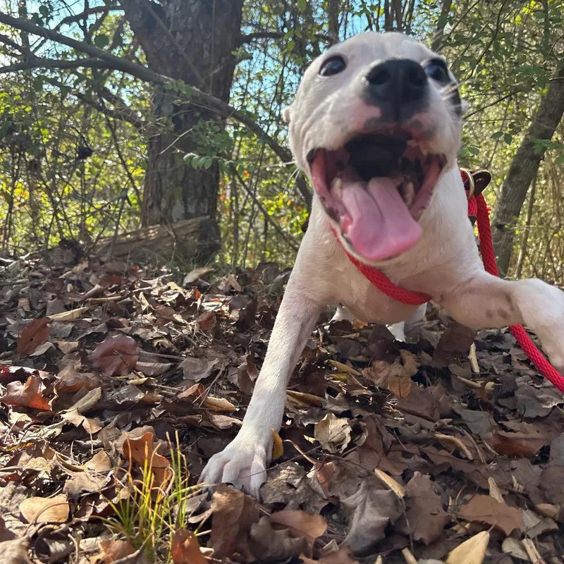 A baby small-sized female Pit Bull Terrier dog named Becca for adoption in Birmingham, AL