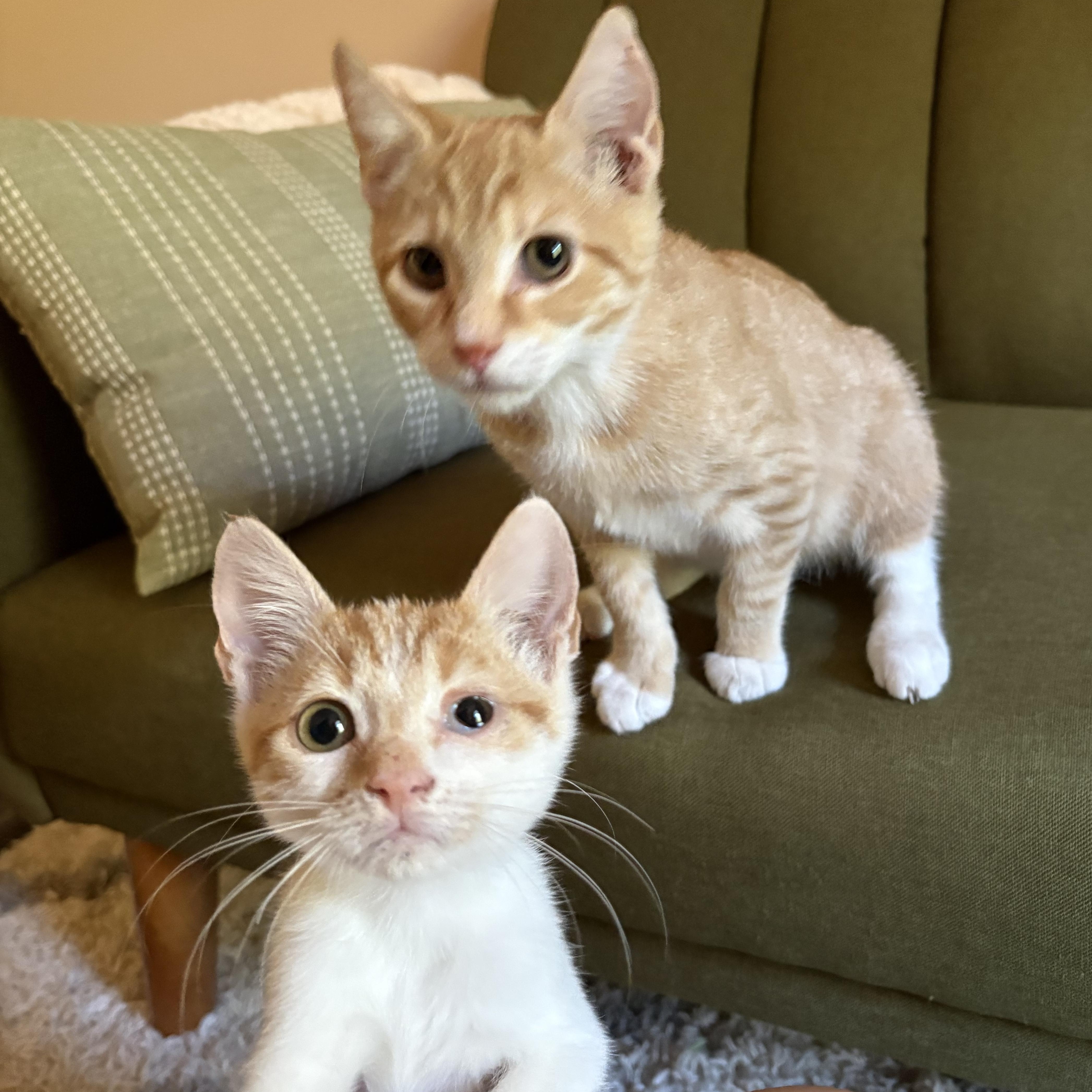 A baby medium-sized male Domestic Short Hair cat named Pibb for adoption in Mississippi State, MS