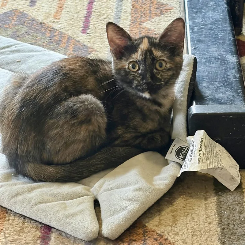 A baby small-sized female Tortoiseshell Domestic Short Hair cat named Masquerade Ball for adoption in Richmond, VA