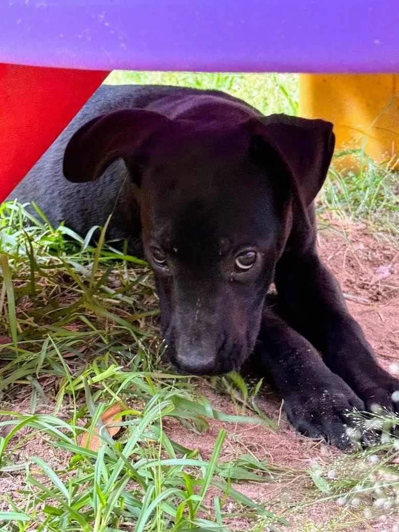 A young medium-sized male Pit Bull Terrier dog named Obsidian for adoption in Fosters, AL