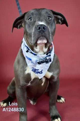 A young small-sized male Pit Bull Terrier dog named Sweets for adoption in Bakersfield, CA