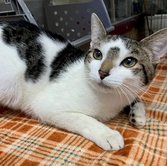 An adult medium-sized male Domestic Short Hair cat named Big Lex for adoption in Springfield, MA