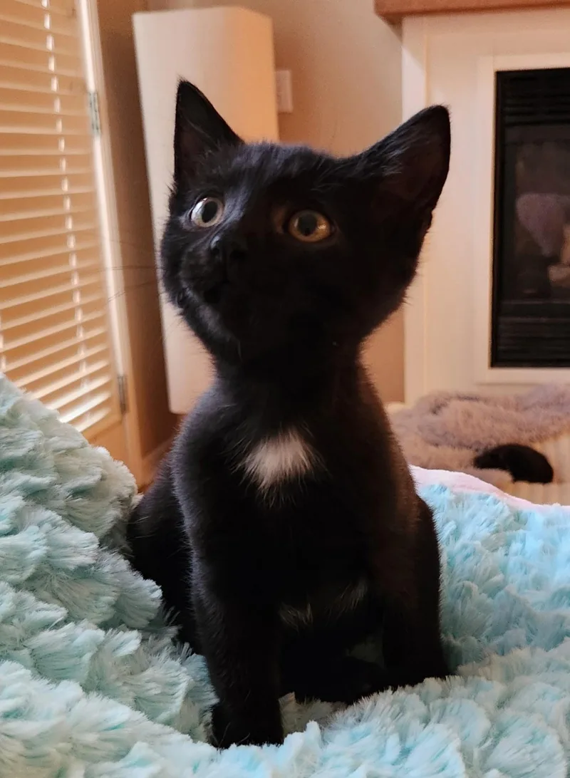 A baby medium-sized female Black Domestic Short Hair cat named Magenta for adoption in Omaha, NE