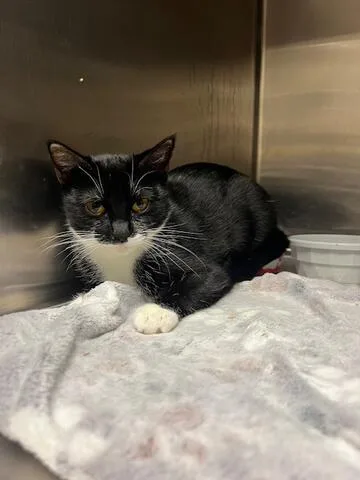 An adult medium-sized female Black & White / Tuxedo Domestic Short Hair cat named Cricut for adoption in Chambersburg, PA