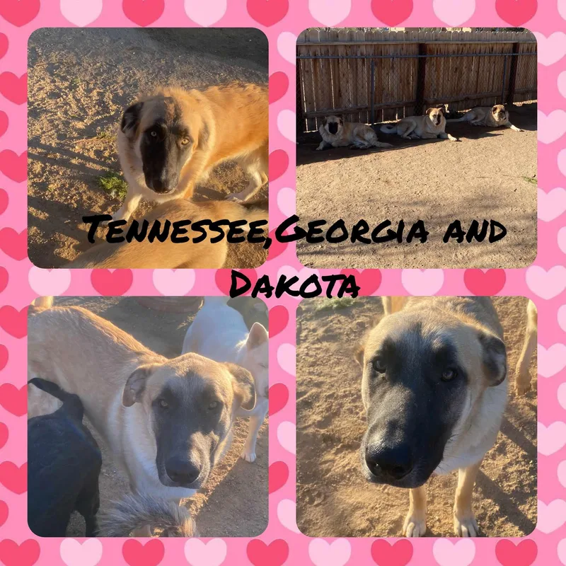 Tennessee  Georgia And