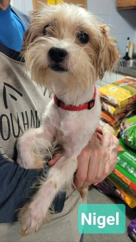An adult small-sized male Shih Tzu dog named Nigel for adoption in Richmond, IN