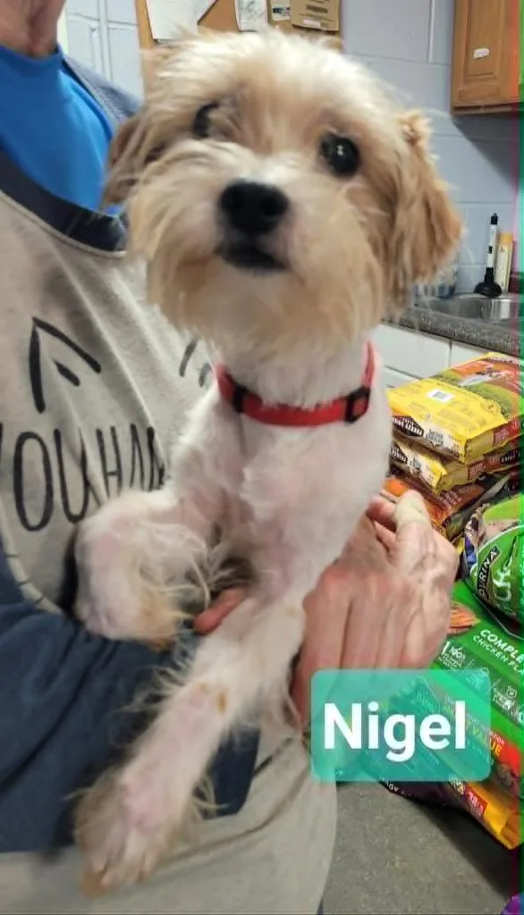 Nigel thumbnail 2