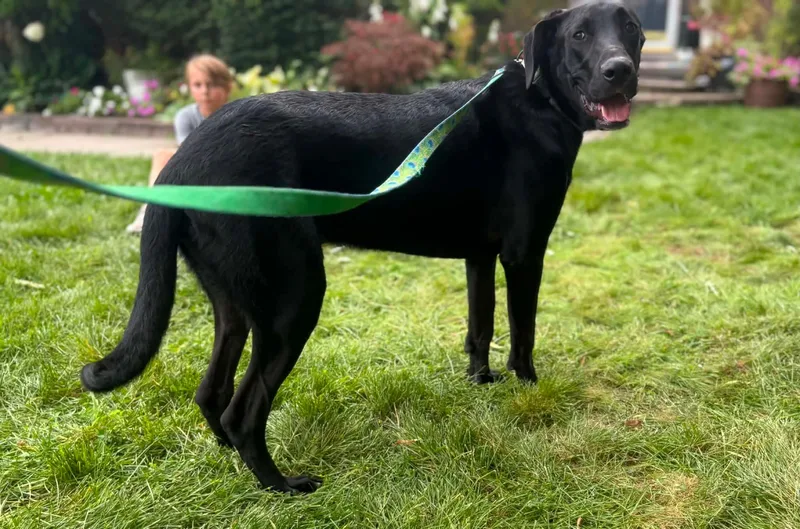 A young large-sized male Great Dane dog named Vernors for adoption in New Baltimore, MI