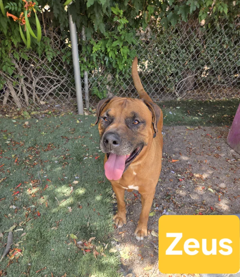 An adult large-sized male Red / Chestnut / Orange Mastiff dog named Zeus for adoption in Nogales, AZ