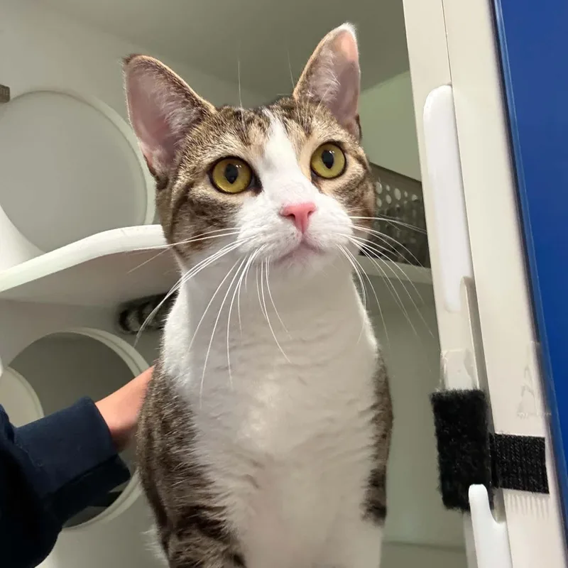 A young large-sized female American Shorthair cat named Vira for adoption in Danbury, CT