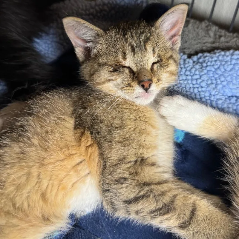 A baby small-sized female Domestic Short Hair cat named Nibsy for adoption in Saginaw, MI