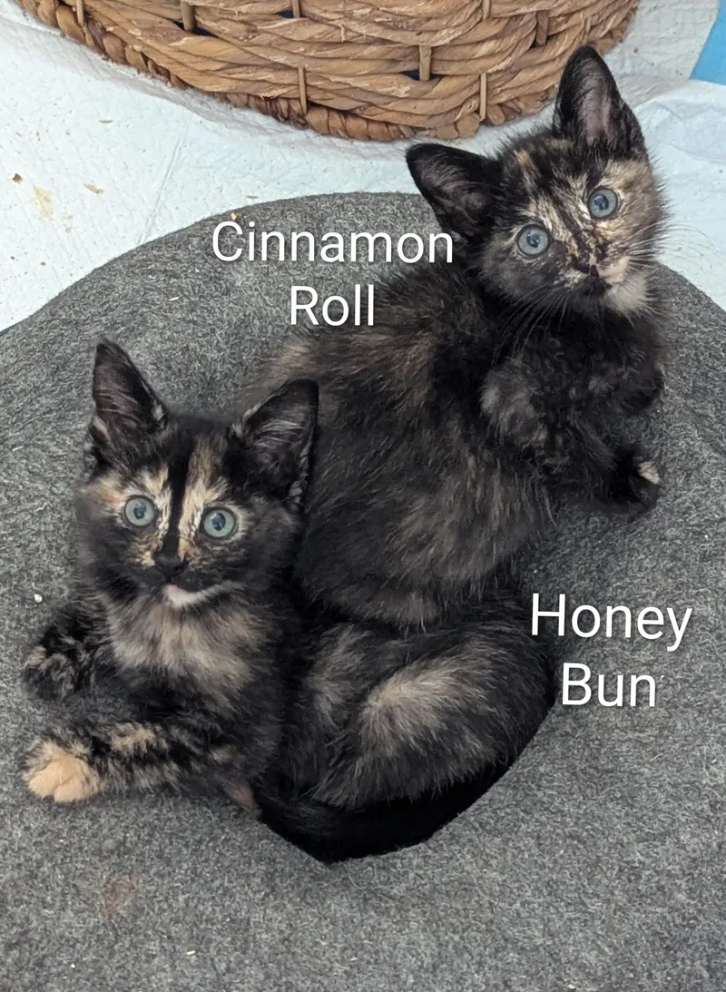 A baby medium-sized female Tortoiseshell Domestic Short Hair cat named Honey Bun for adoption in Fort Worth, TX