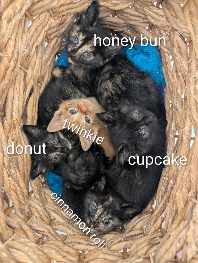 Honey Bun thumbnail 2