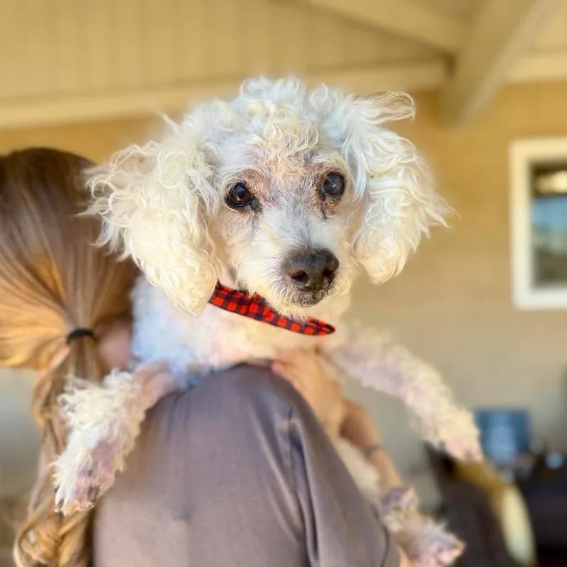 A senior small-sized male White / Cream Miniature Poodle dog named Norman Nova for adoption in Ramona, CA