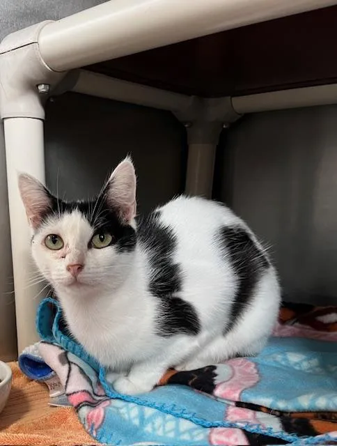 Moolissa thumbnail 2