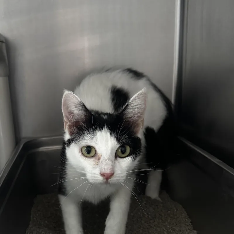 An adult medium-sized female Black & White / Tuxedo Domestic Short Hair cat named Moolissa for adoption in Honesdale, PA