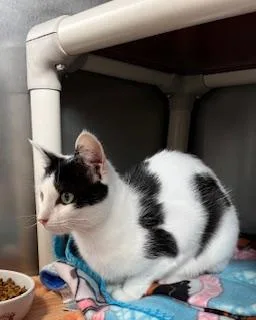 Moolissa thumbnail 3