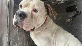 An adult large-sized male Mixed Breed dog named Buster for adoption in Dallas, TX